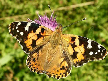 Painted Lady butterfly, Cynthia cardui.