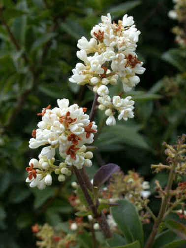 Privet, Ligustrum vulgare.