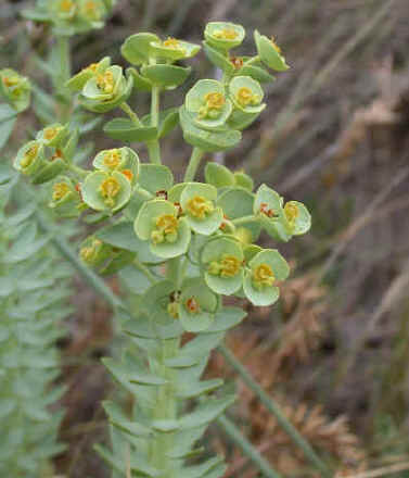 Portland Spurge in flower.