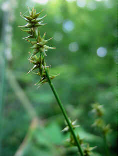 Star Sedge, Carex echinata.