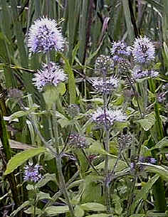 Water Mint, Mentha aquatica.