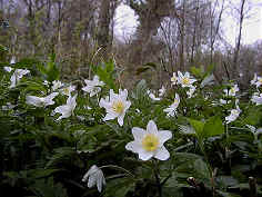 Wood Anemone, Anemone nemorosa. This is an ancient woodland indicator species.