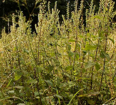 Wood Sage, Teucrium scorodonia.