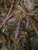 male_Alder_catkins.jpg