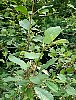 small_bush_2.jpg