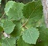 round_scalloped_leaves.jpg