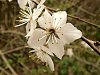 blackthorn_flower2.jpg