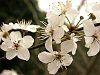 blackthorn_flower.jpg