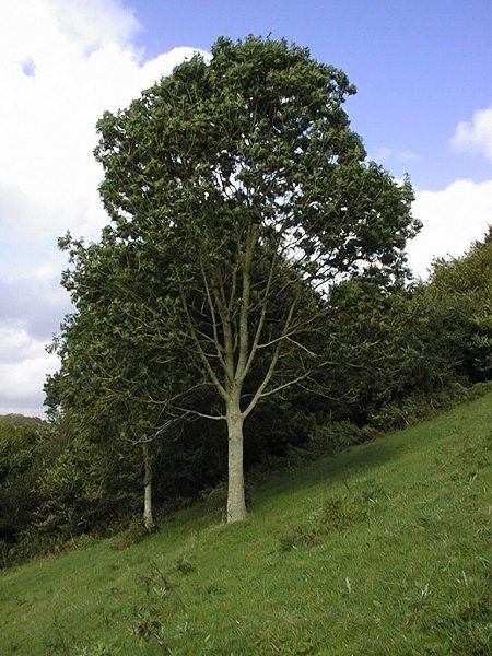 ash_tree.jpg