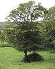 field_maple_tree.jpg