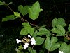 guelder_rose_flower2.jpg