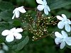 guelder_rose_flower.jpg