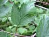 guelder_rose_leaf.jpg