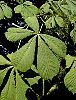 horse_chestnut_4.jpg