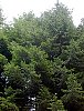 norway_spruce_2.jpg