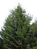 norway_spruce_4.jpg