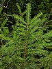 norway_spruce_7.jpg