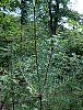 scots_pine_4.jpg