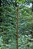 scots_pine_6.jpg