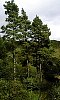 tn_scots_pine_tree_jpg.jpg (3392 bytes)