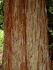 sequoia3.jpg