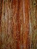 sequoia5.jpg