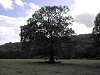 sessile_oak_tree.jpg