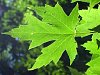 tn_silver_maple2_jpg.jpg (4169 bytes)