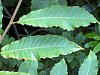 sweet_chestnut_10.jpg