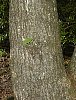 sweet_chestnut_4.jpg