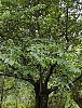 sweet_chestnut_6.jpg