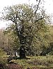 sweet_chestnut_tree.jpg