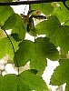 sycamore_keys_&_leaves.jpg