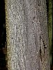 western_hemlock_bark.jpg