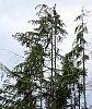 tn_western_hemlock_drooping_top_jpg.jpg (4996 bytes)