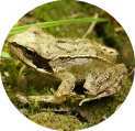 frog2.JPG (5964 bytes)