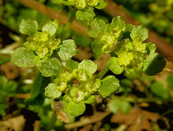 golden_saxifrage_opposite.JPG (102276 bytes)