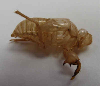 Cicada nymph skeleton