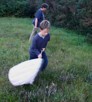 Sweep netting for insects and spiders.