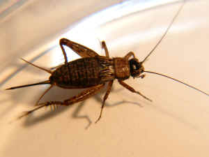 Wood Cricket, Nemobius sylvestris.