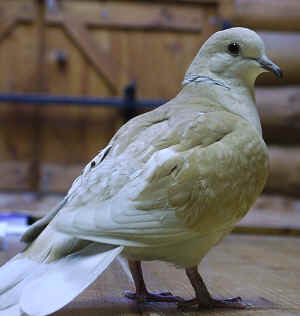 Barbary Dove