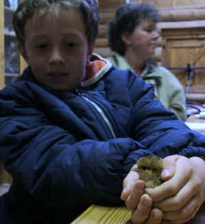 Young Ranger with one of the chicks. 