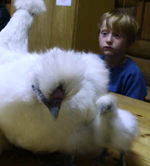 Silkie Hen and chick.