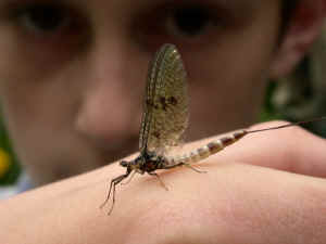 A Young Ranger holding a Mayfly Adult.